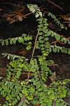 Muscarene Island leaf-flower